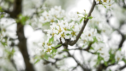 Flowering pear tree, branches with flowers, selective focus.