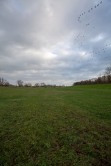 Obraz premium Vögel - Vogelzug - Vogelschwam