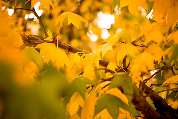 Autumn colours and leaves