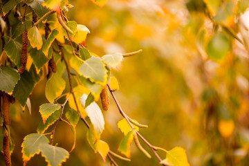 Autumn colours and leaves