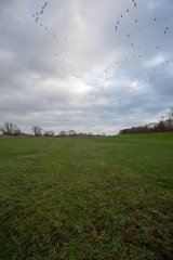 Vögel - Vogelzug - Vogelschwam