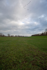 Vögel - Vogelzug - Vogelschwam