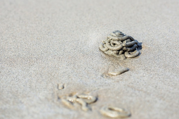 fine sand and the crab hole feces