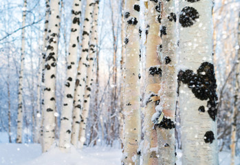 Winter bright landscape with snowy birch grove. Trunks of birch tree closeup