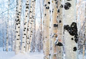 Photo sur Aluminium Bouleau Paysage lumineux d& 39 hiver avec bosquet de bouleaux enneigés. Gros plan de troncs de bouleau