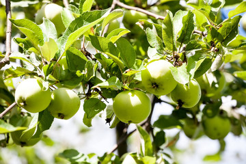 green apples