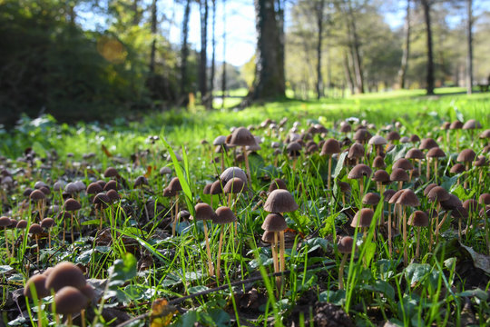 Mushrooms under the trees