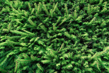 Background of young green spruce.