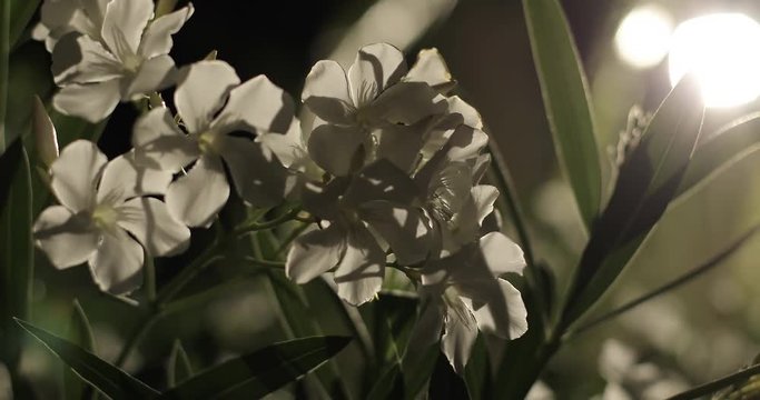 White flowers at night. Nature.
