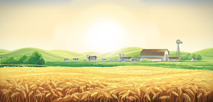 Summer Rural Landscape With Cows And Farm, And Wheat Field, Dawn Above Hills. 