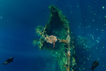 Beautiful underwater view with fish at shipwreck
