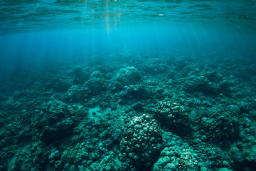 Fototapeta na wymiar Tranquil underwater scene with corals and sun rays. Tropical sea