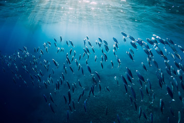 Wilde Unterwasserwelt mit Thunfisch-Schulfischen und Sonnenstrahlen