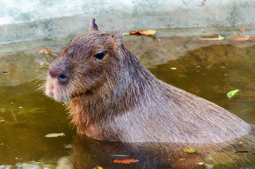 capybara (Hydrochaeris hydrochaeris) lie in the water