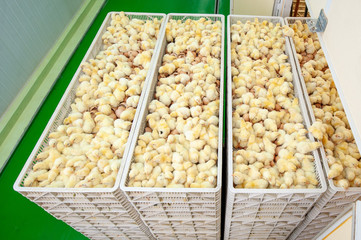 Baby chicks just coming out from Trays of broiler egg production, multipliers growth farm in Hatchery unit.