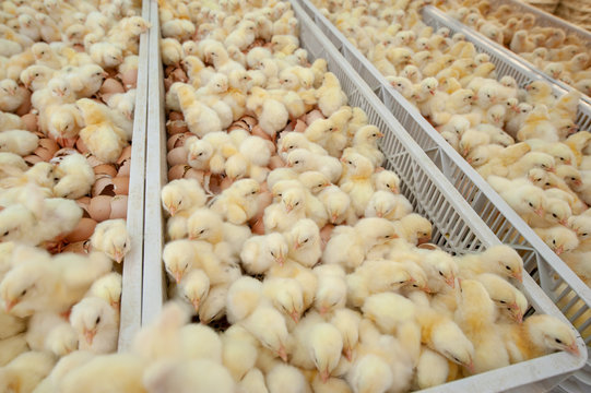 Baby chicks just coming out from Trays of broiler egg production, multipliers growth farm in Hatchery unit.