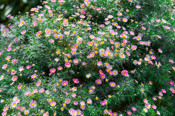 Bunte exotische Blumen 