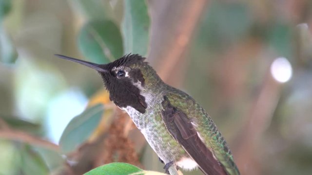 Male Anna's hummingbird perched on a tree