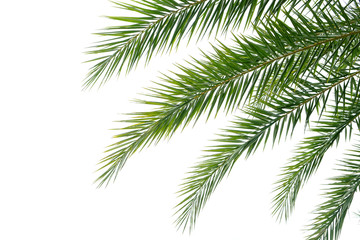 Fototapeta premium Palm leaves