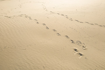 Fresh tracks of animals and birds on pure sand.
