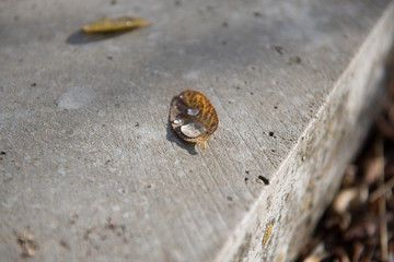 dew drops on autumn leave