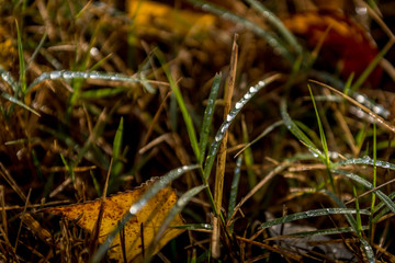 dew on grass