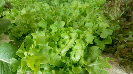 Green oak and Red oak Organic hydroponic vegetables salad
