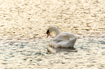 Cygnus olor, white mute swan swimming on lake