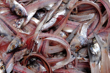 pile of fish