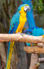 Blue and Yellow Macaw