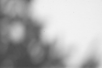 shadow of the leaves on a white wall