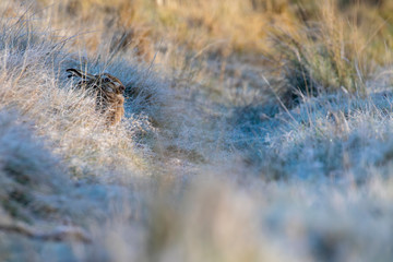 brown hare sitting with long grass during a bright frosty day in winter.