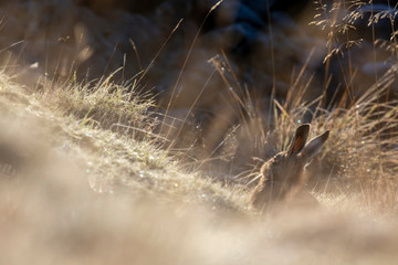 brown hare sitting with long grass during a bright frosty day in winter.