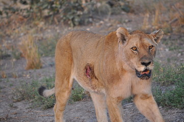 Fototapeta na wymiar injured lioness