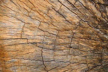 dry wood cracked pattern