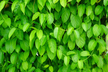 Fototapeta na wymiar Heart shaped leaves vine, devil's ivy, golden pothos