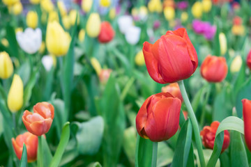 Fototapeta premium Close up.Beautiful Red tulips blooming in garden,Tulip flower with green leaf background in tulip field at spring.