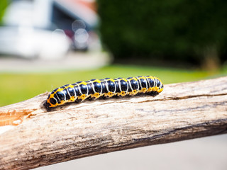 Butterfly larvae on wooden stick at close-up in garden