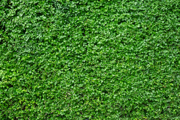 green leaf wall