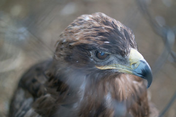 Eagle's head close up behind the zoo cage