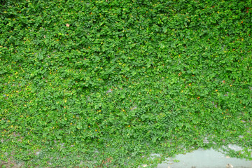 Green creeper on cement wall