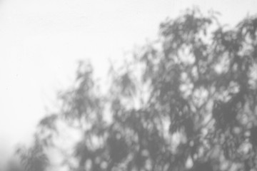 shadow of the leaves on a white wall