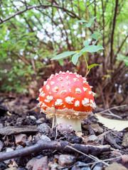 Fly agaric toadstool at close-up and low angle view in forest