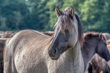 Obraz premium Wildpferde