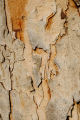 bark wood with crack