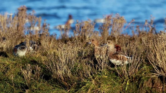 wigeon, Mareca, wading bird foraging on a river bank during a cold and windy winters day in December, scotland.