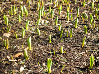 Sprouting onion flowers from soil at early spring