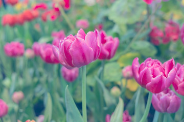 Close up.Beautiful Pink tulips blooming in garden,Tulip flower with green leaf background in tulip field at spring.