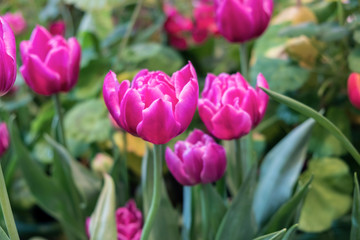 Close up.Beautiful Pink tulips blooming in garden,Tulip flower with green leaf background in tulip field at spring.