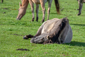 Wildpferde
